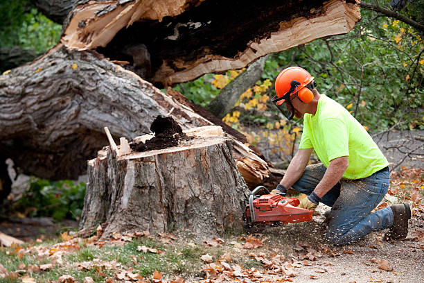 Best Tree Removal Near Me  in Desert Aire, WA